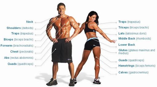 thuật ngữ thể hình