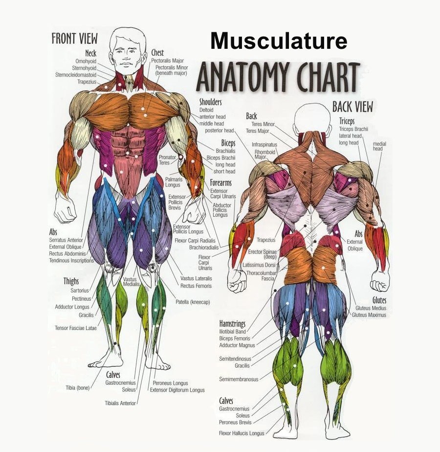 sơ đồ các nhóm cơ