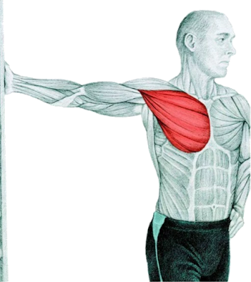 bài tập giãn cơ