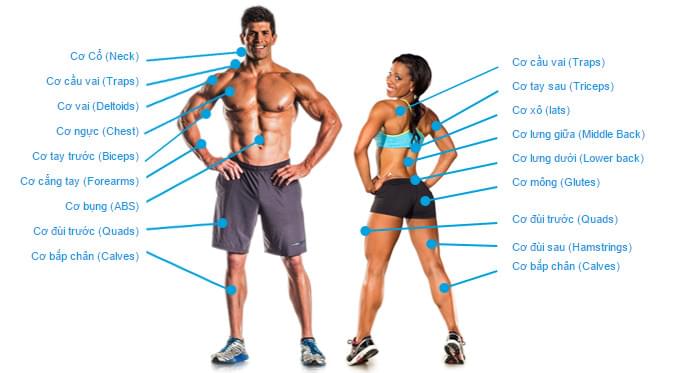 sơ đồ các nhóm cơ