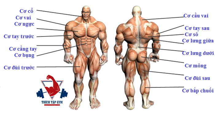 tập luyện các nhóm cơ