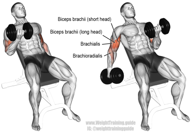 Common Mistakes To Avoid In The Alternate Incline Dumbbell Curl
